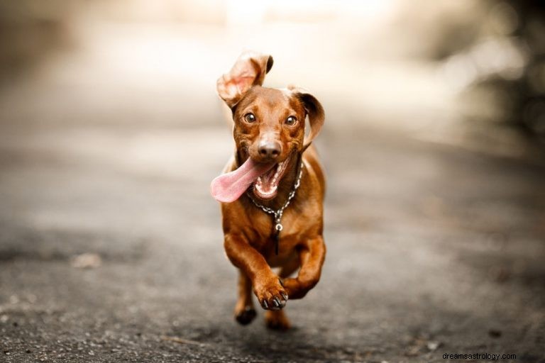 Bruine hond – Betekenis en symboliek van dromen