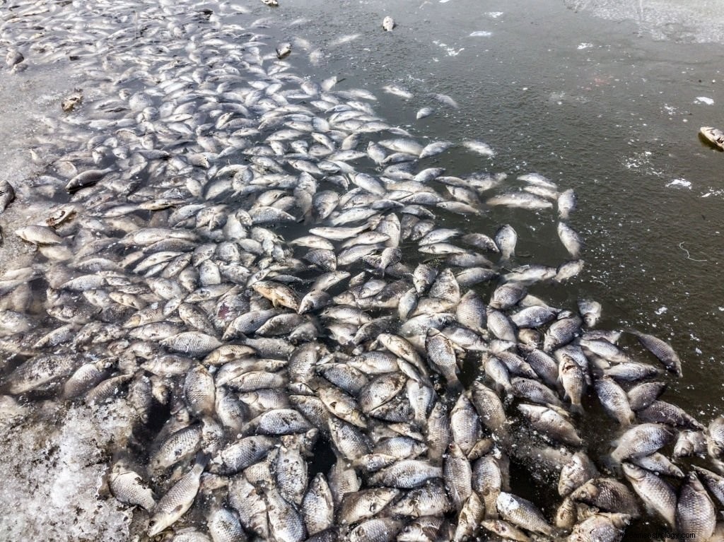 Mange fisk – drømmebetydning og symbolikk