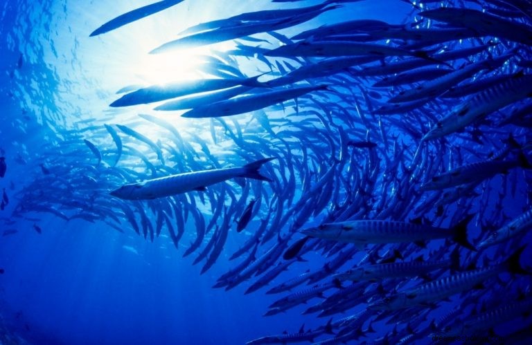 たくさんの魚 – 夢の意味と象徴