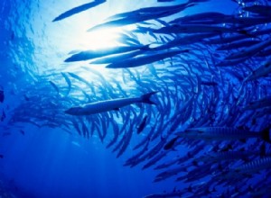 たくさんの魚 – 夢の意味と象徴