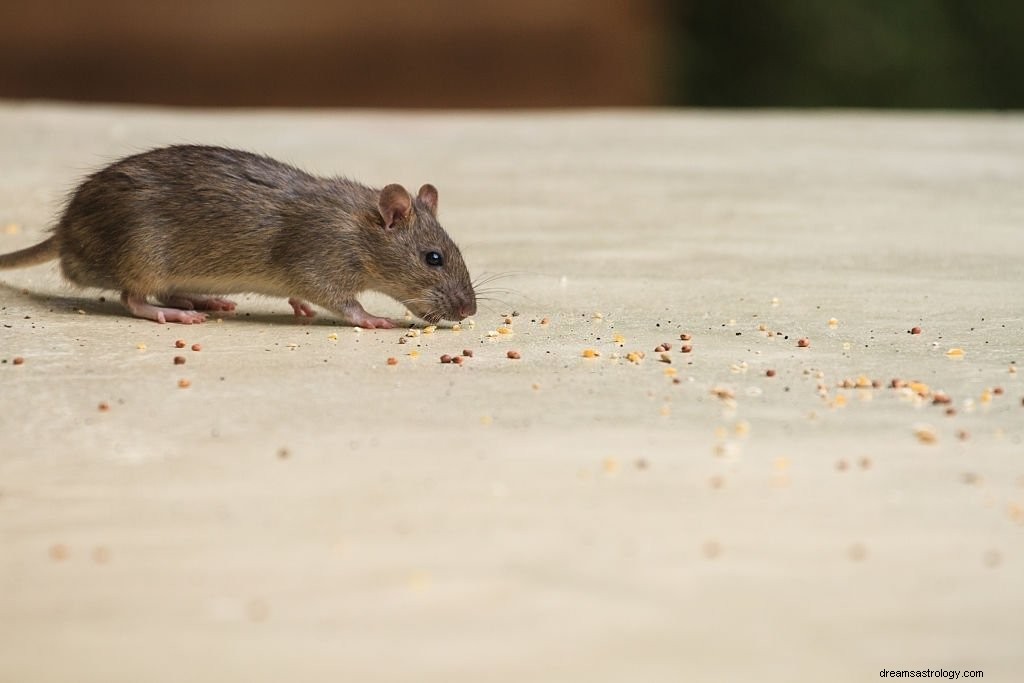 Biegająca mysz – znaczenie i symbolika snu