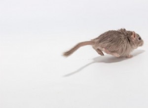 Ratón corriendo – Significado y simbolismo de los sueños