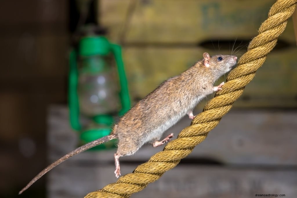 Biegająca mysz – znaczenie i symbolika snu