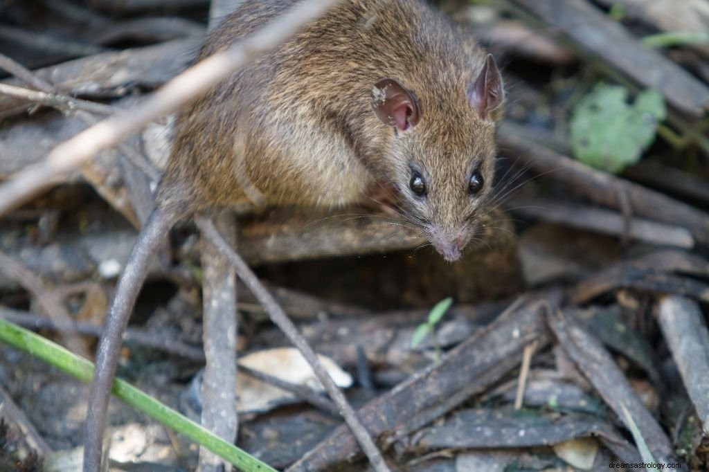 Running Mouse - Signification et symbolisme des rêves