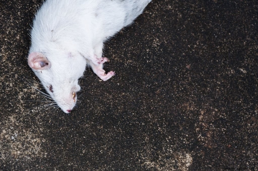 Biała mysz – znaczenie i symbolika snu