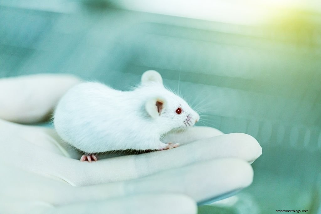 Tikus Putih – Arti Mimpi dan Simbolisme