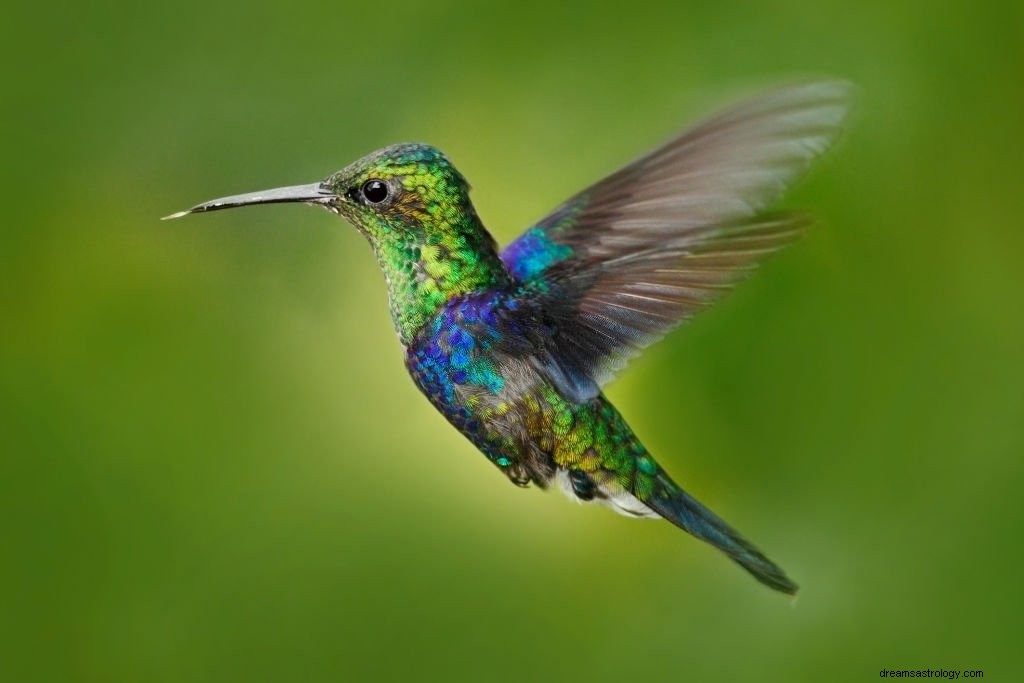 Kolibri – drömmening och symbolik