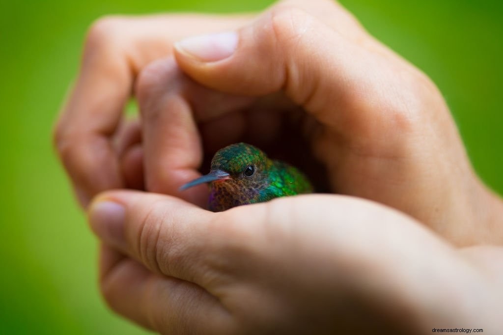 Kolibrie – Betekenis en symboliek van dromen