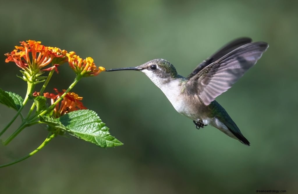 Colibrí – Significado y simbolismo de los sueños