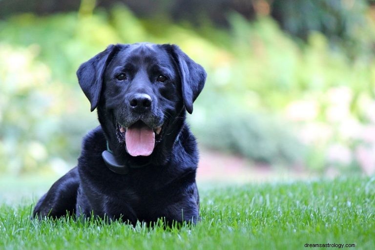 Schwarzer Hund – Bedeutung und Symbolik von Träumen