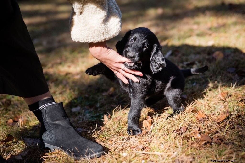 Sort hund – drømmebetydning og symbolik