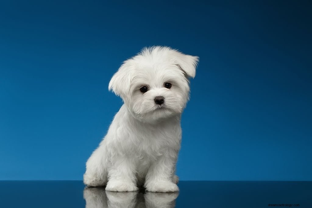 Hvid hund – drømmebetydning og symbolik