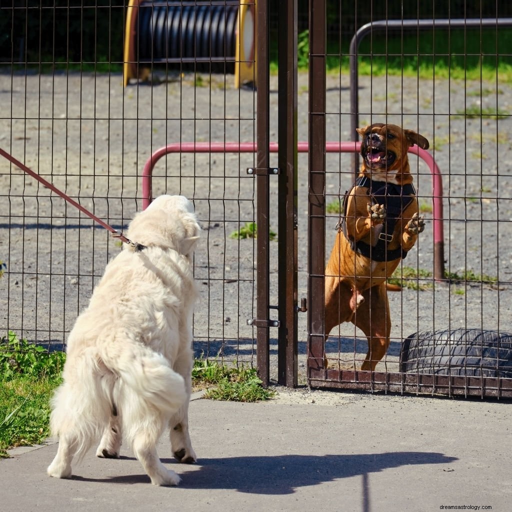 Vit hund – drömmening och symbolik