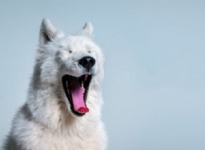 Bílý pes – význam snu a symbolika