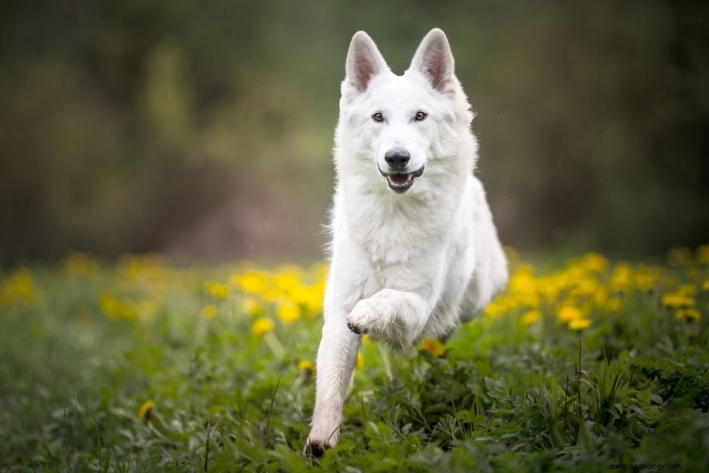 Anjing Putih – Arti Mimpi dan Simbolisme