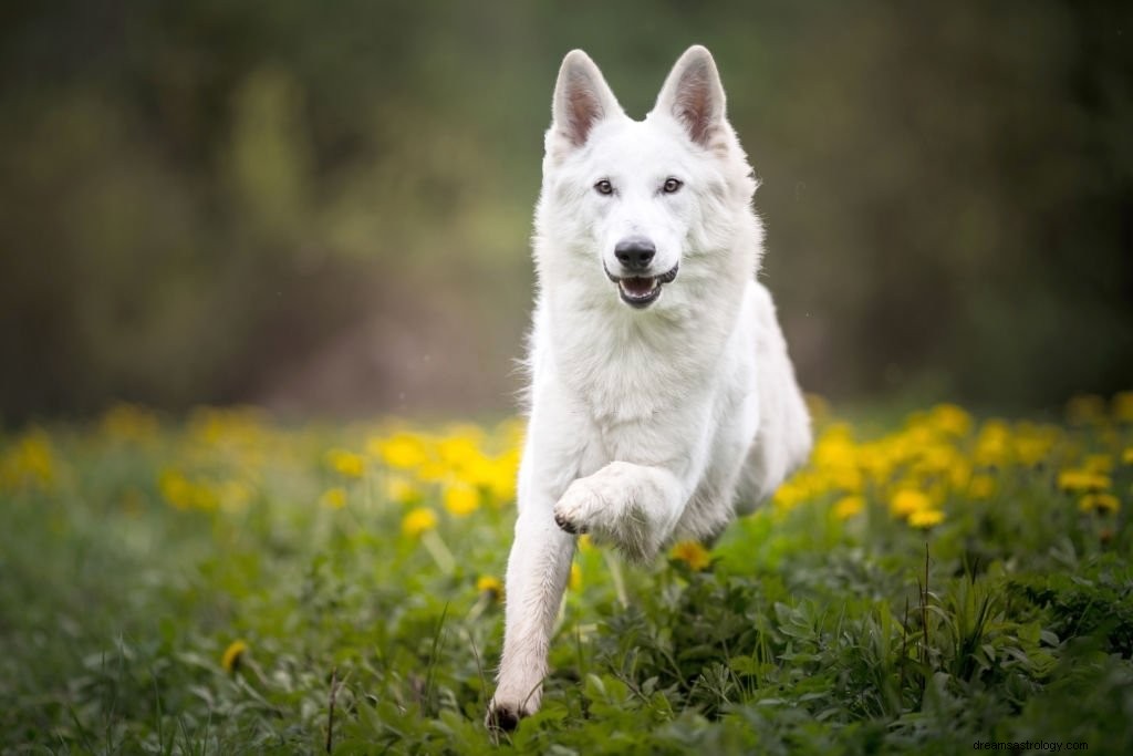 Vit hund – drömmening och symbolik