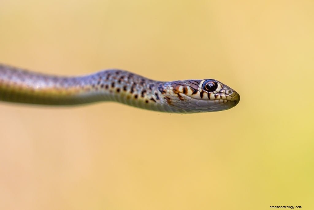 Cobra Snake – Όνειρο νόημα και συμβολισμός