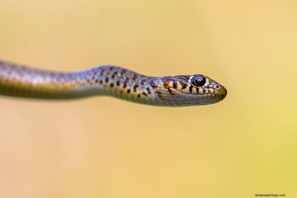 Cobra Snake – drømmebetydning og symbolik