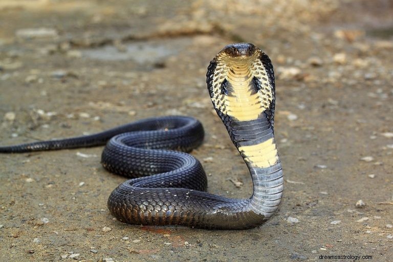 Užovka kobra – význam snu a symbolika