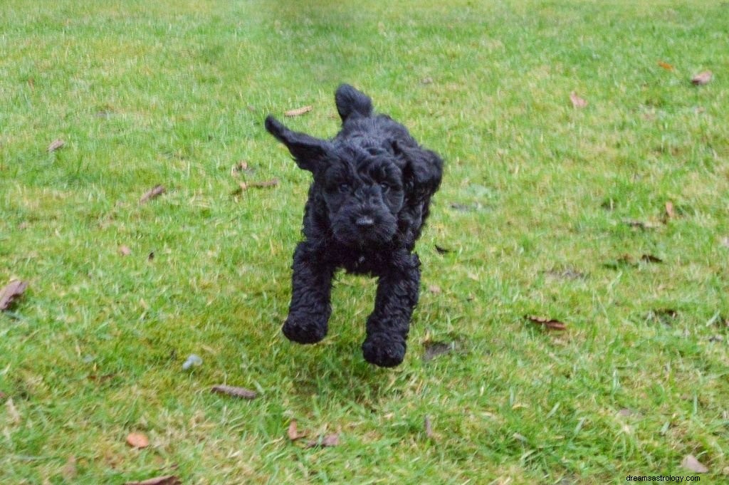 Schwarzer Hund – Bedeutung und Symbolik von Träumen