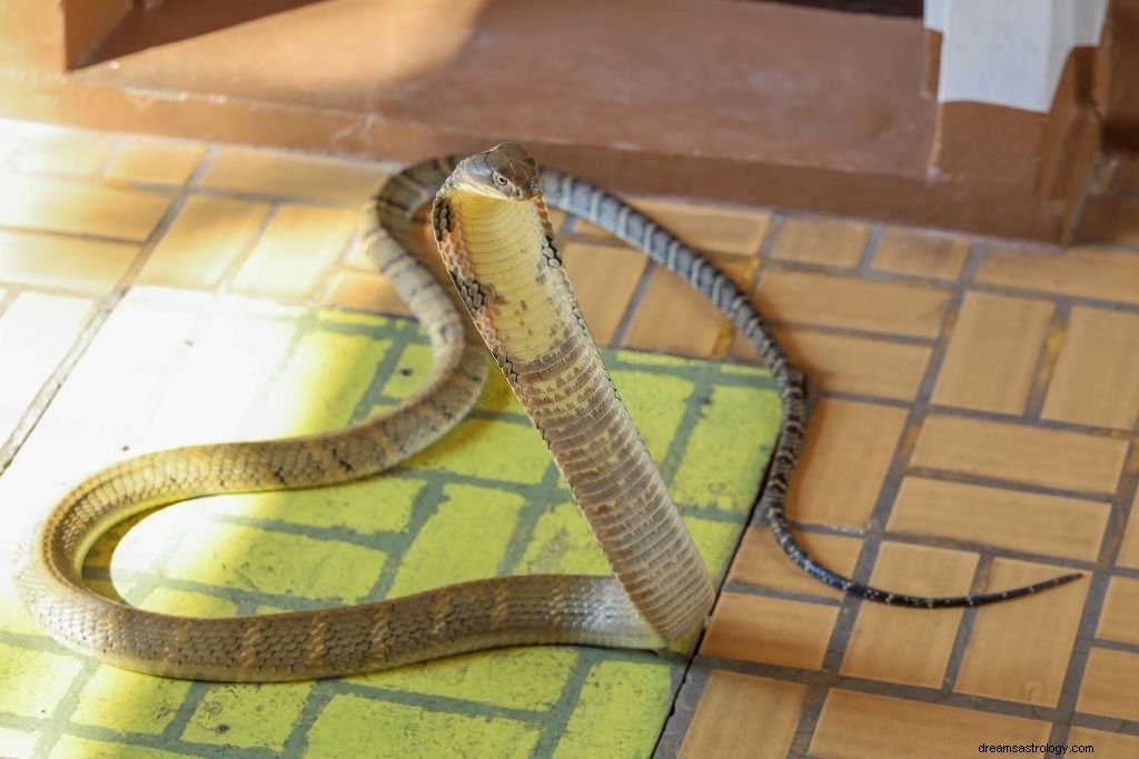 コブラ ヘビ – 夢の意味と象徴