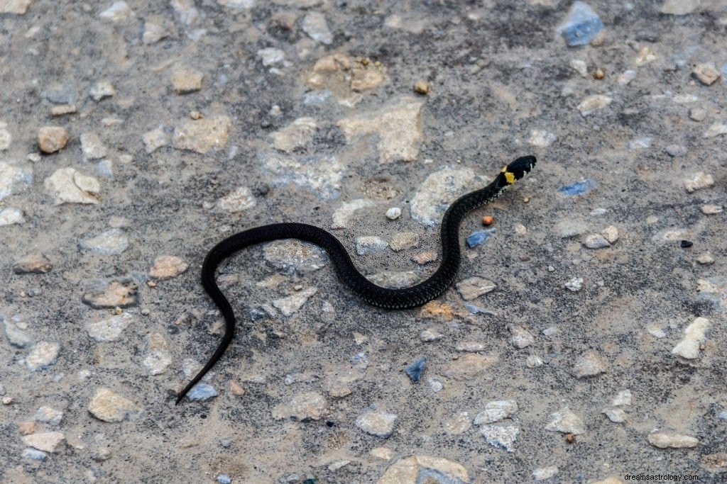 Pequena cobra – significado e simbolismo dos sonhos