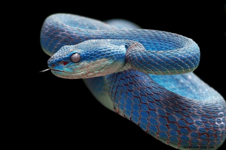 Niebieski wąż – znaczenie i symbolika snu