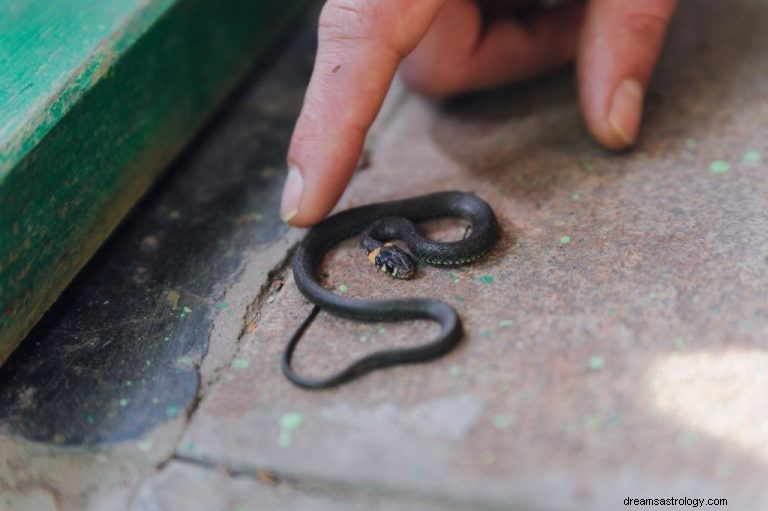 Mały wąż – znaczenie i symbolika snu