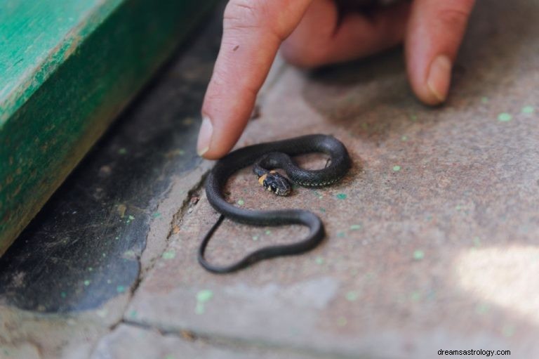 Piccolo serpente:significato e simbolismo del sogno