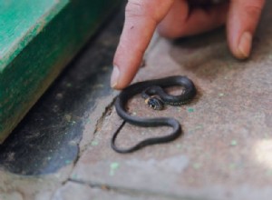 Malý had – význam snu a symbolika