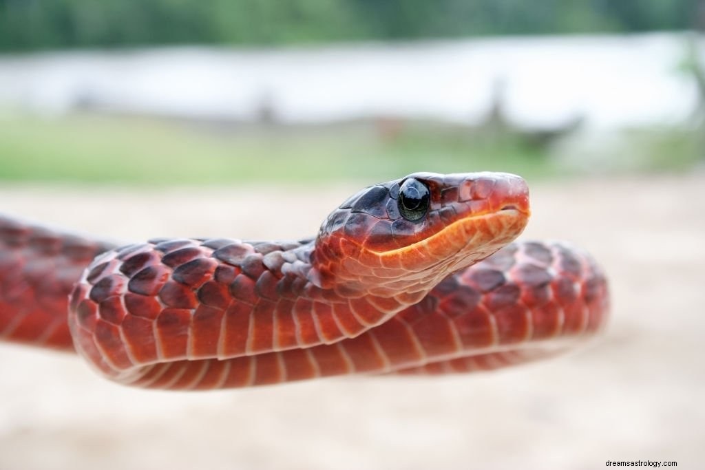 Serpiente azul – Significado y simbolismo de los sueños