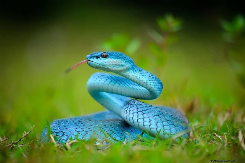 青い蛇 – 夢の意味と象徴