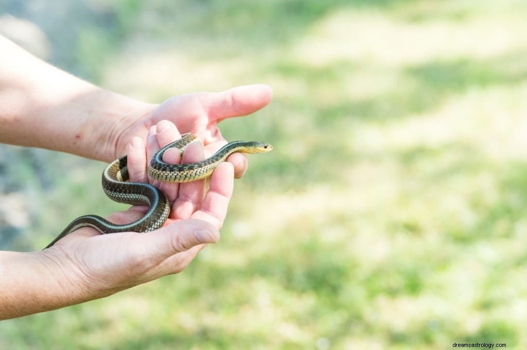 Piccolo serpente:significato e simbolismo del sogno