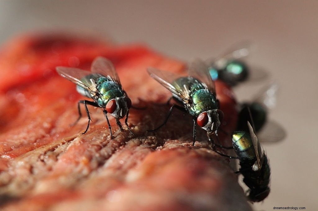 Fly – drømmebetydning og symbolikk