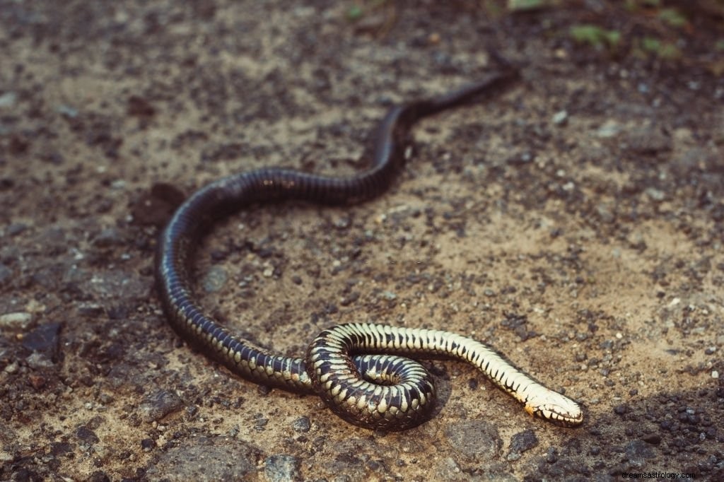 Mató a una serpiente:significado y simbolismo de los sueños