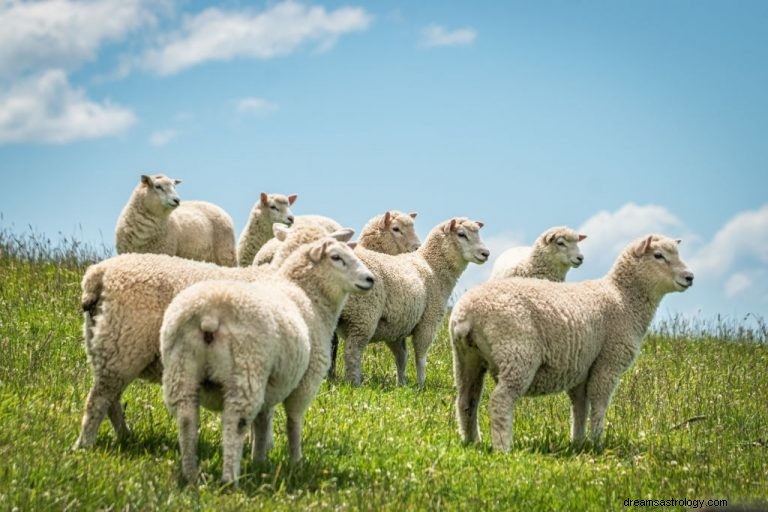 Mouton – Signification et symbolisme des rêves