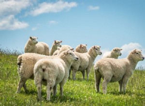 Mouton – Signification et symbolisme des rêves