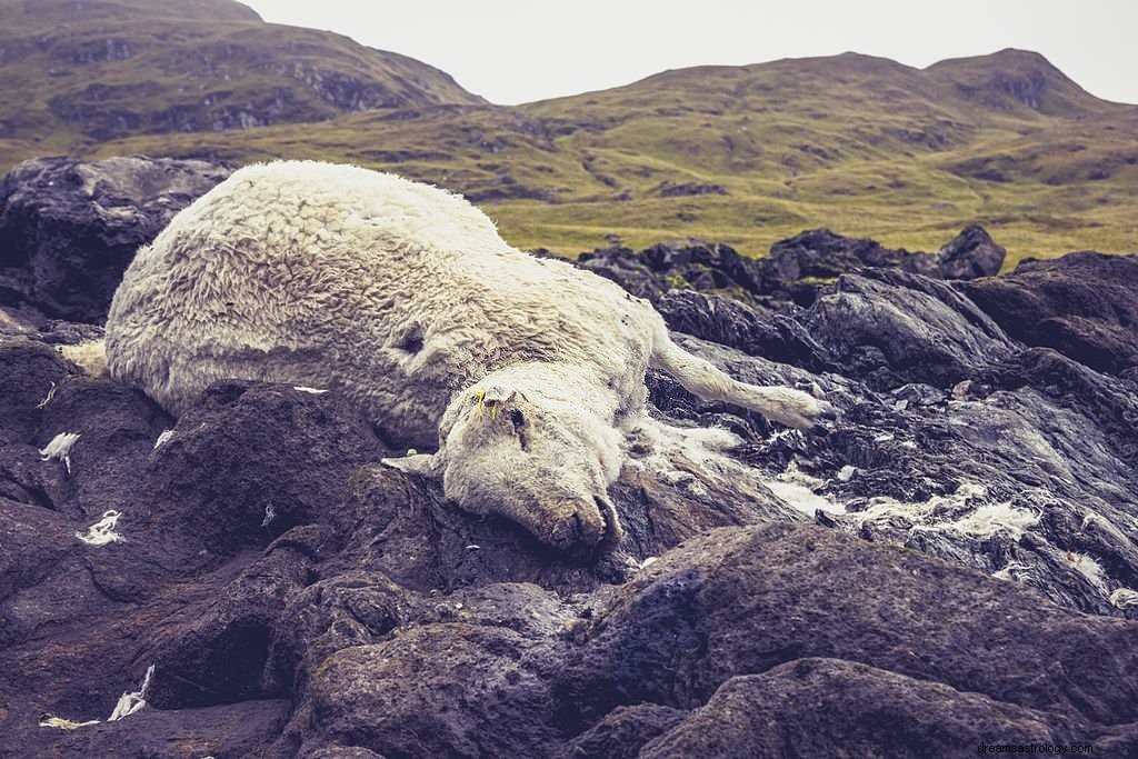 Mouton – Signification et symbolisme des rêves