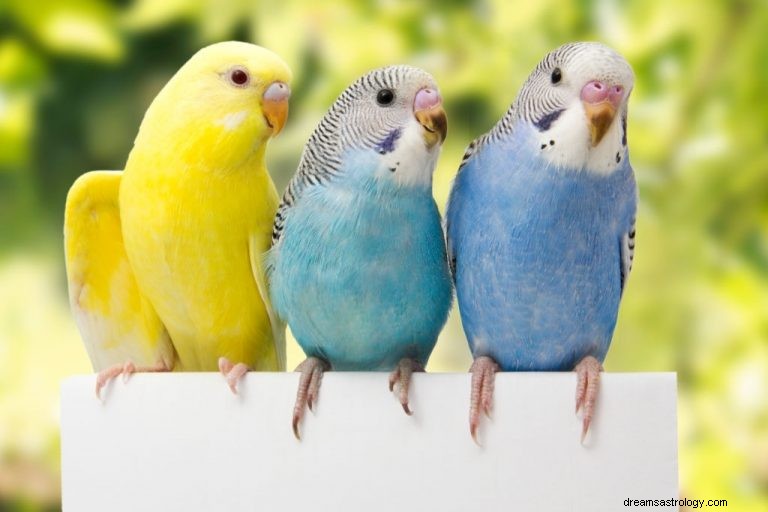 Parakeet – význam snu a symbolika