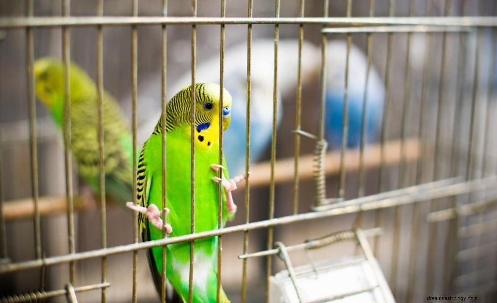 Parakeet – význam snu a symbolika