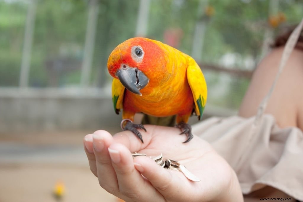 インコ – 夢の意味と象徴