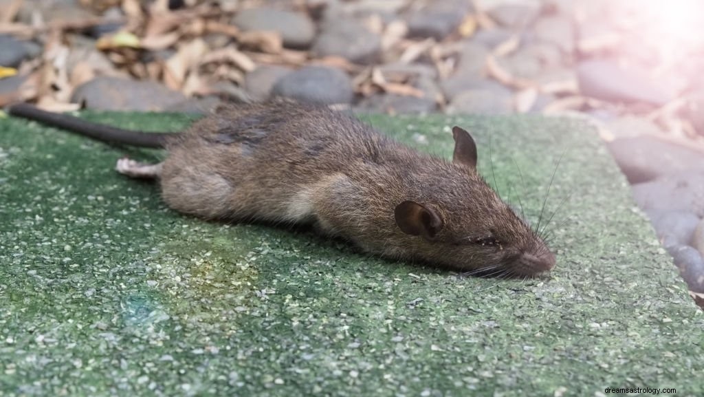 Rat – Betekenis en symboliek van dromen