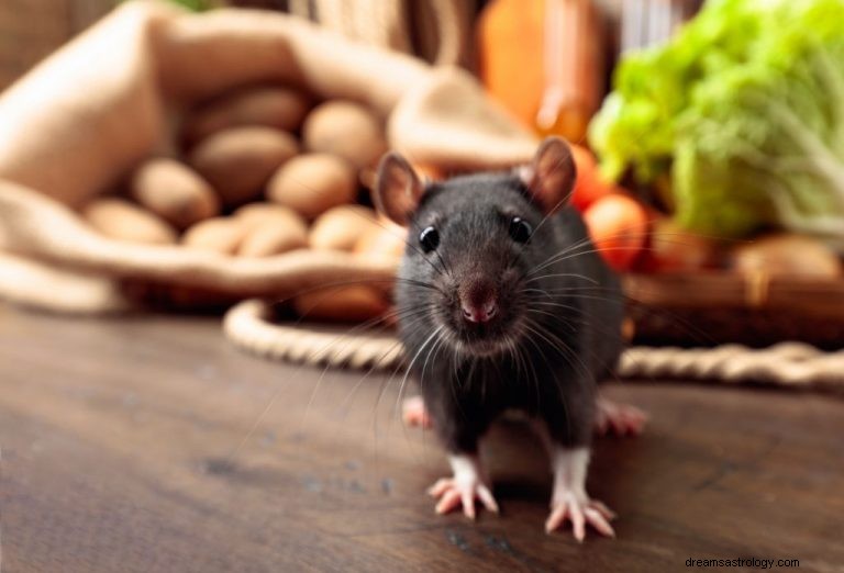 Szczur – znaczenie i symbolika snu