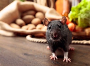 Αρουραίος – Όνειρο νόημα και συμβολισμός