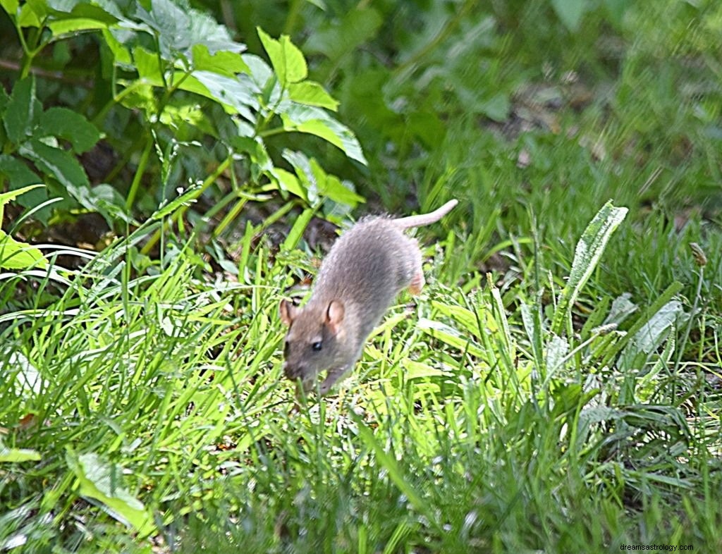 Rotte – drømmebetydning og symbolikk