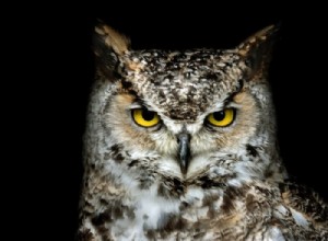 Maoriuggla – drömmening och symbolik