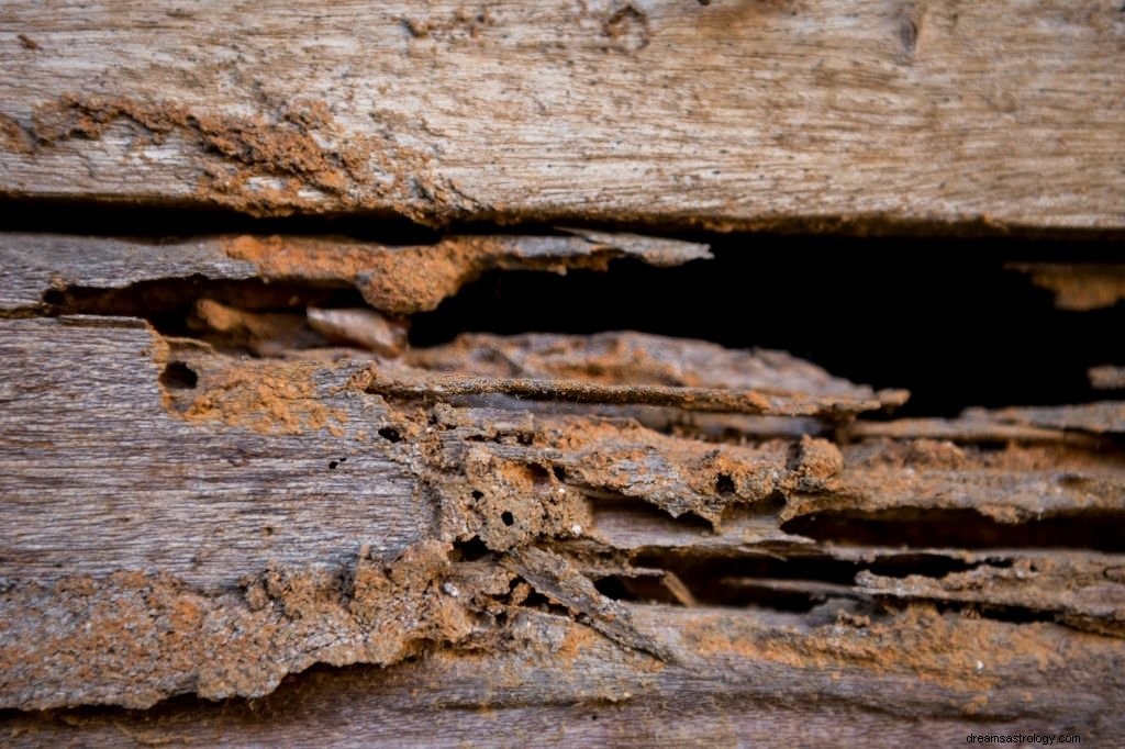 Termite – Bedeutung und Symbolik von Träumen