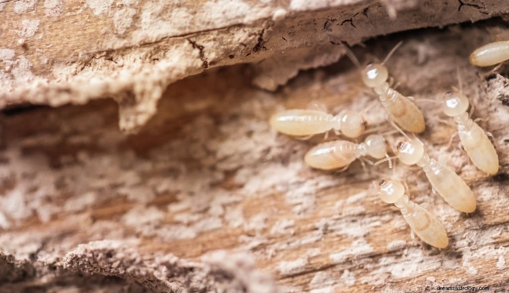 Termite – Signification et symbolisme des rêves