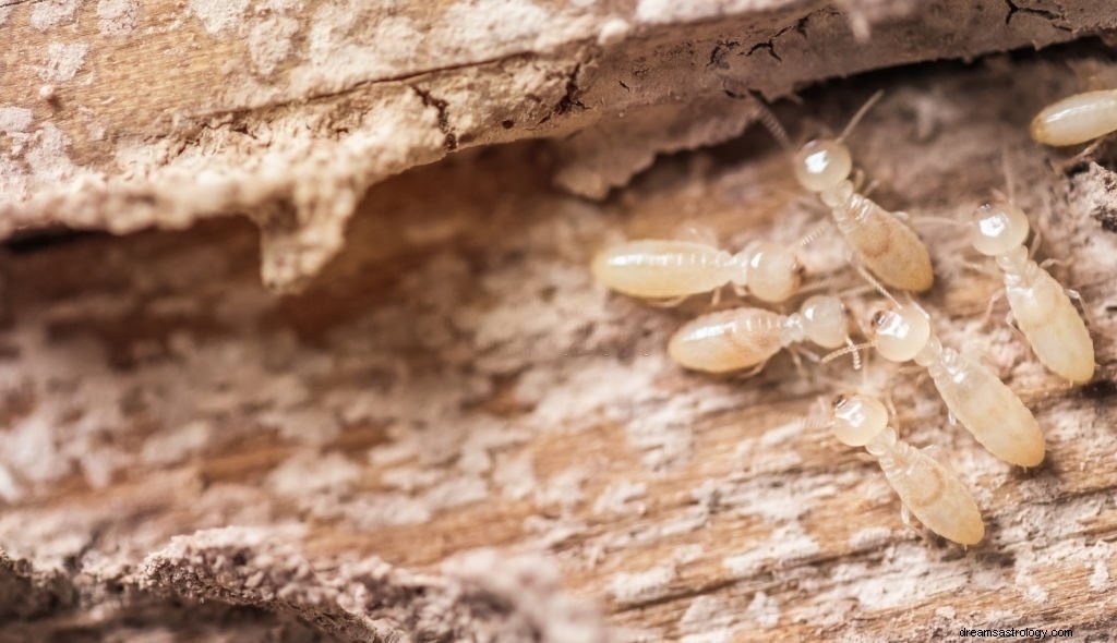 Termite – Significato e simbolismo del sogno