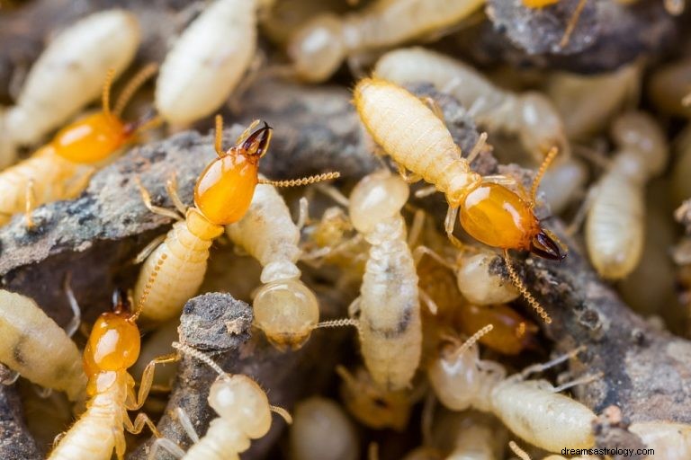 Termite – Bedeutung und Symbolik von Träumen